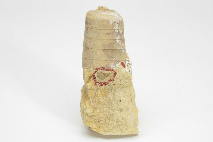 Ordovician Cephalopod (Actinoceras) Fossil - Wisconsin #204198